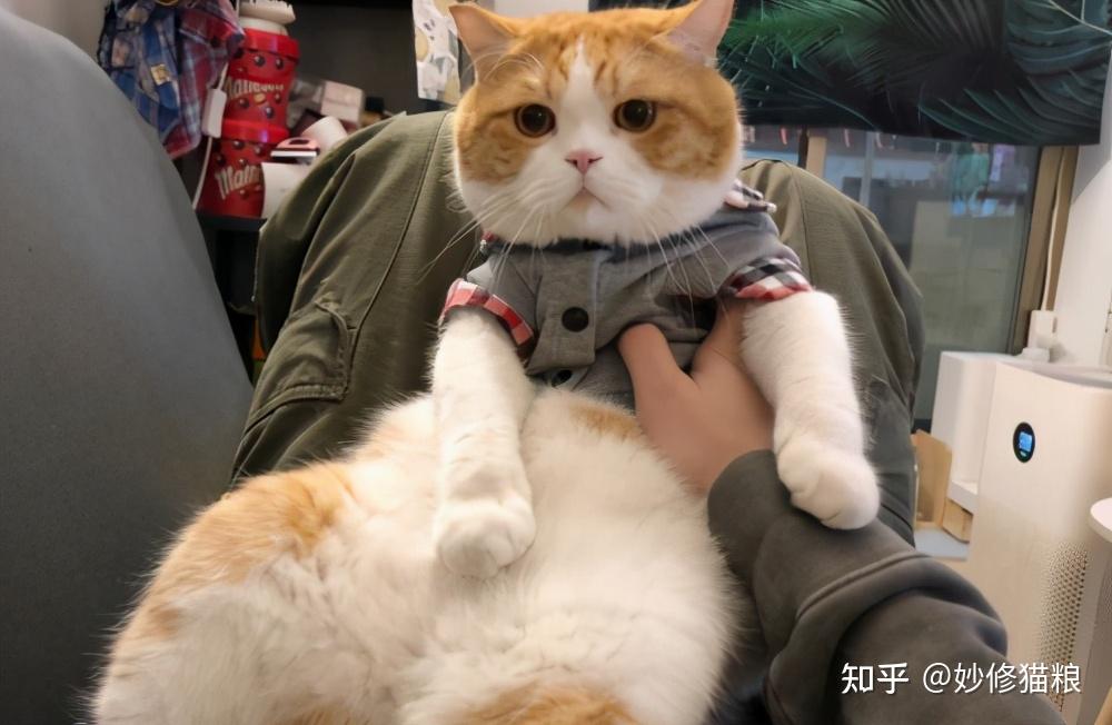 养猫人会有的7个特征,怎么藏也藏不住 - 知乎