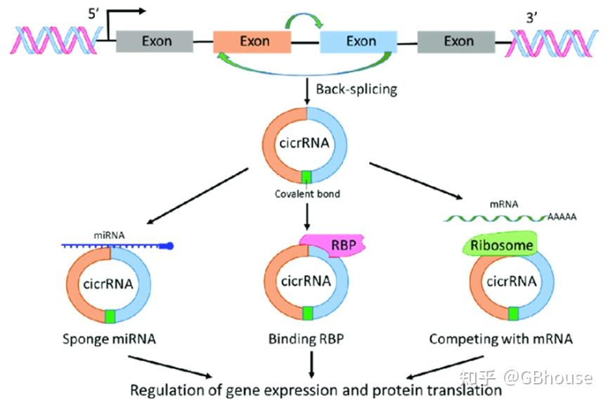 常见16 种 RNA 结构及其功能介绍,为什么你的研究是某一类特定RNA - 知乎