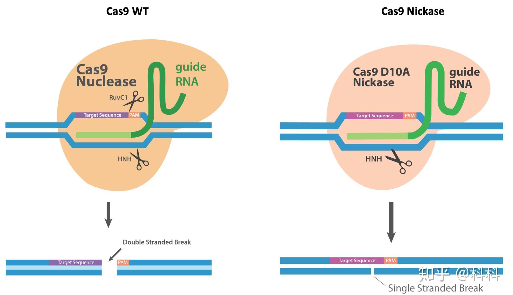 Crispr cas9 технология презентация