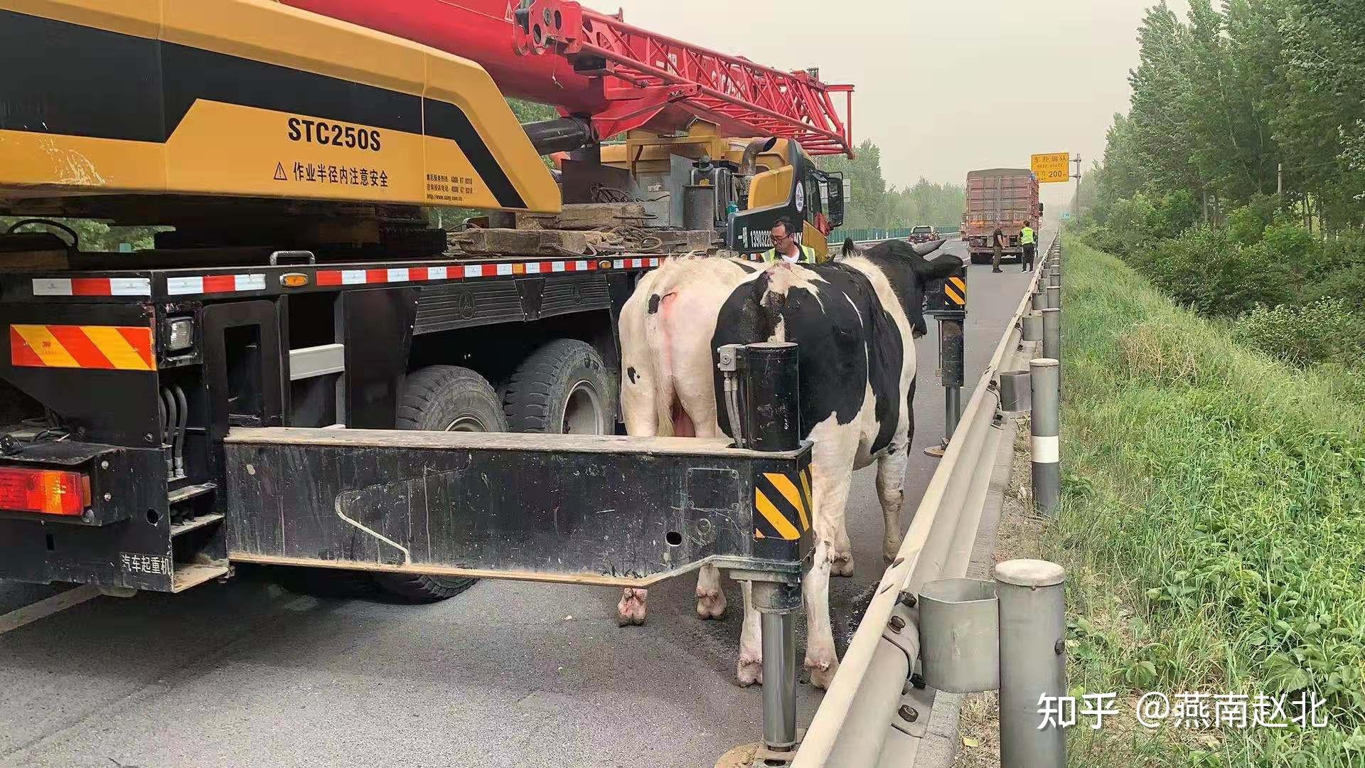 保定两头牛撞开货车护栏掉落高速公路交警变身斗牛士排险