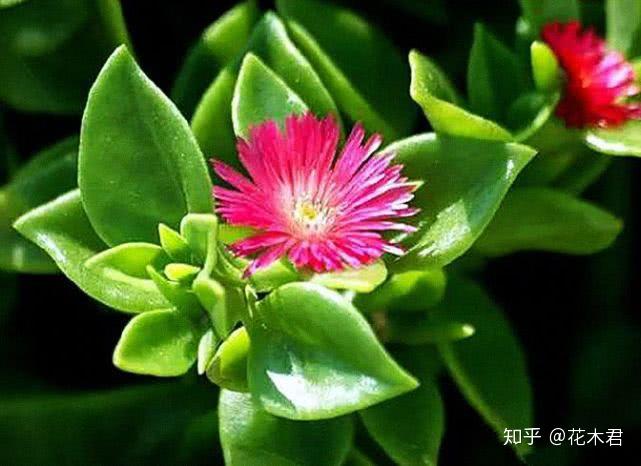 哪些花是多年生 v2-317915a3a0d9b30a4d5e8d09c085ec11_r.jpg