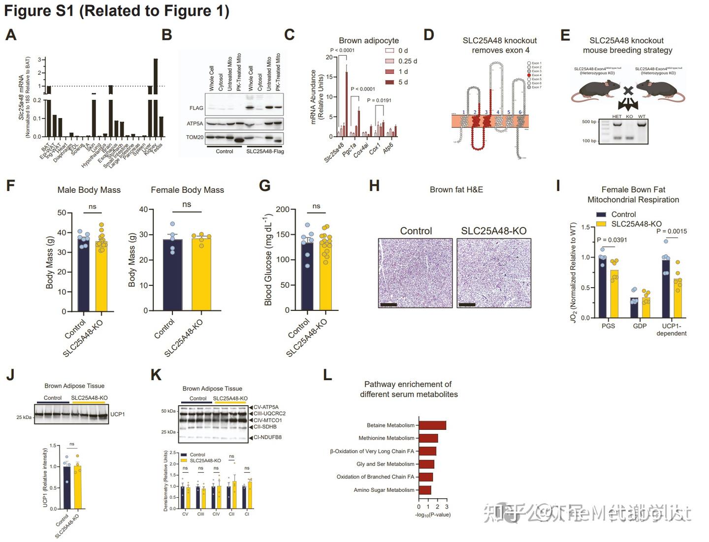 代谢学人——Cell Metabolism：胆碱转运供碳新，线粒体中贯通循 - 知乎