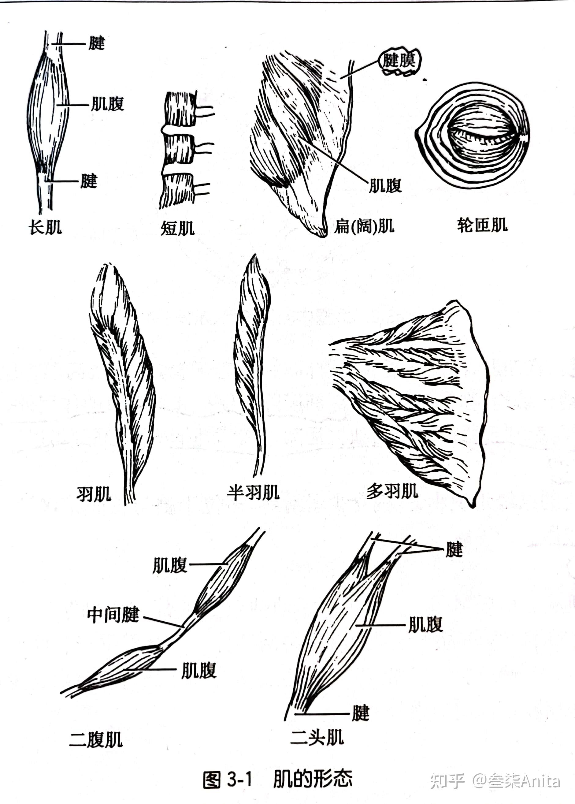 横纹肌萎缩手绘图图片