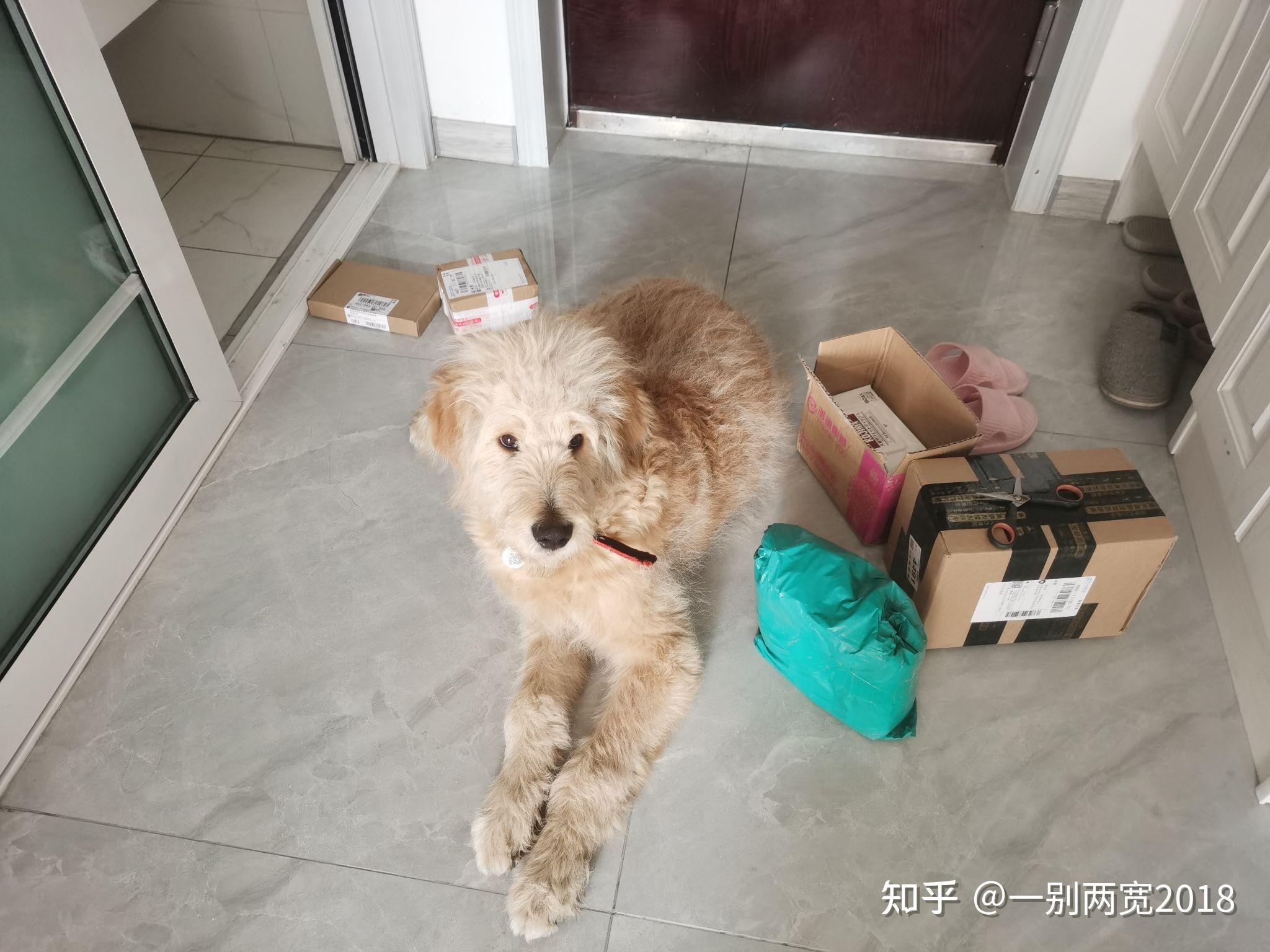 请问金毛巨贵串狗狗要如何美容