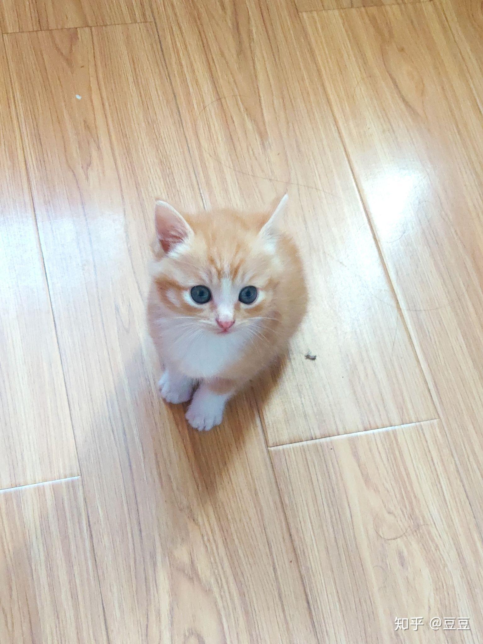 可以晒一下你家的白手套猫咪吗? - 知乎