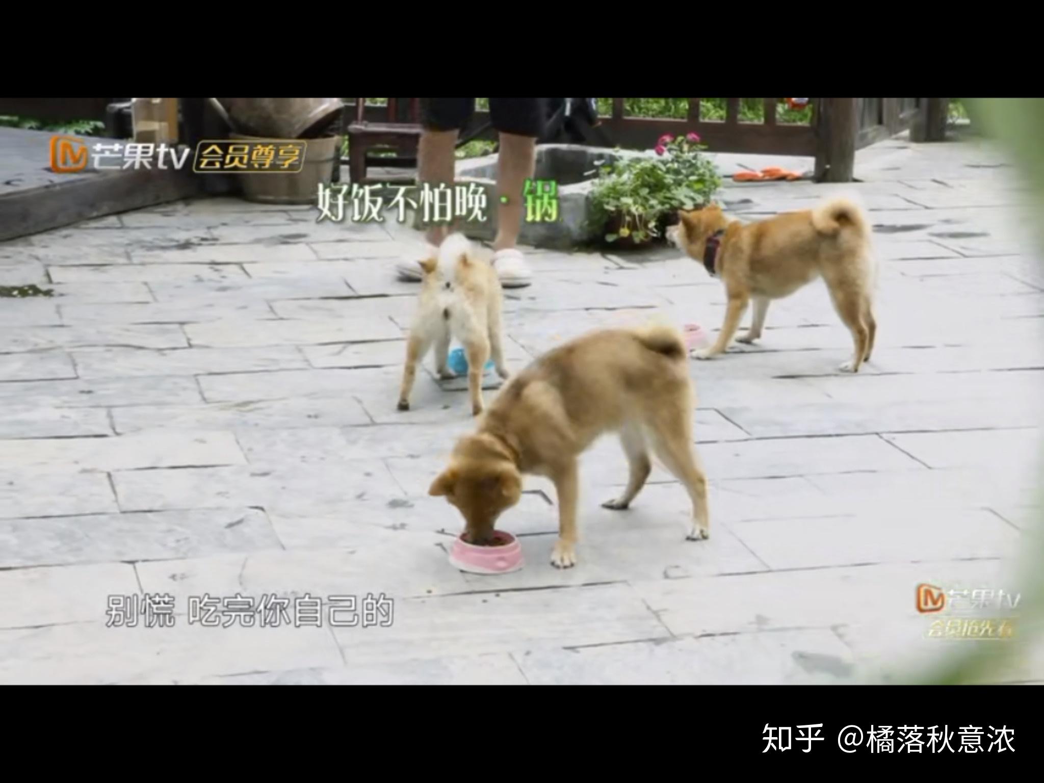 蘑菇屋第一期在哪里 v2-318cf4f4795faf7e1eb5581b000f2655_r.jpg