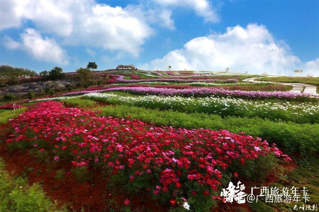 南宁梦幻梯田花海五彩格桑绚烂如画广西旅游年卡