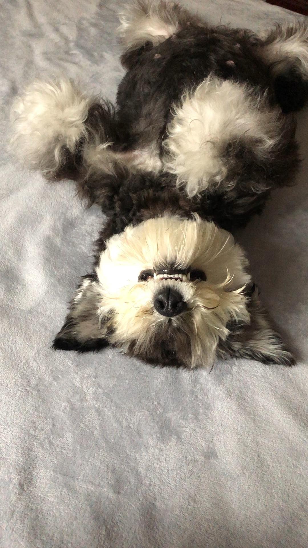 养四个白蹄的狗狗好不好?