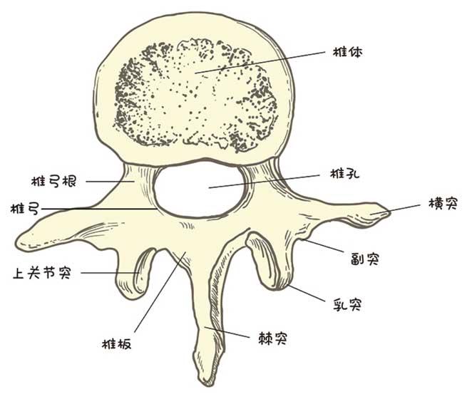第一节脊柱的基本知识