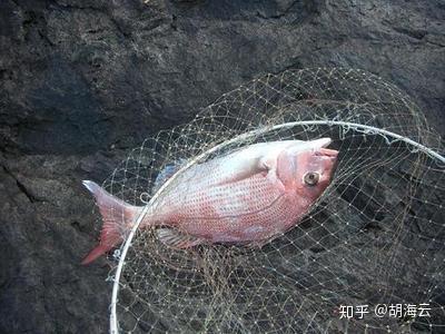 中国海钓地理②亚洲第一钓场的真鲷攻略和精彩故事,都在这篇文章里了 - 知乎