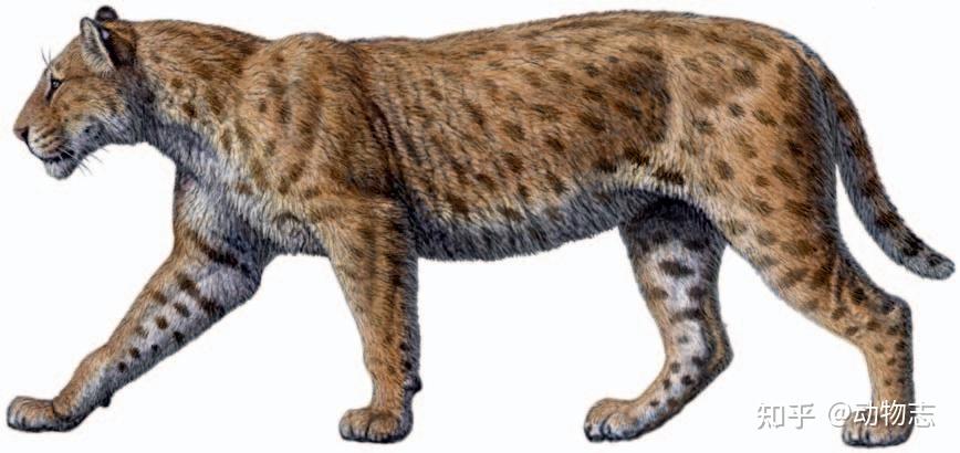 江左其杲:后猫不是小号剑齿虎,更像大猫咪,曾压制真猫500万年 - 知乎
