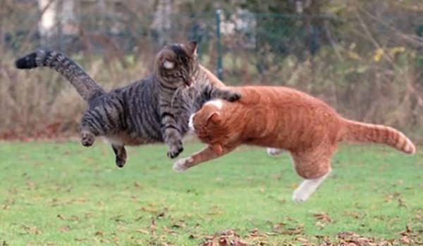 为什么猫咪喜欢从角落里窜出来"攻击主人"?原因很简单