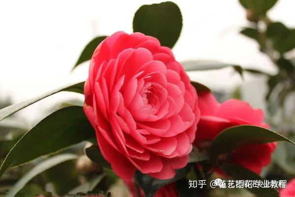 荷花插花配花 牡丹鲜切花的保鲜方法 牡丹鲜切花