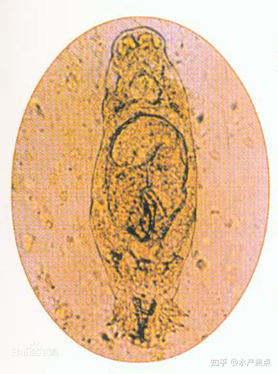 水产动物中常见寄生虫之三代虫 - 知乎