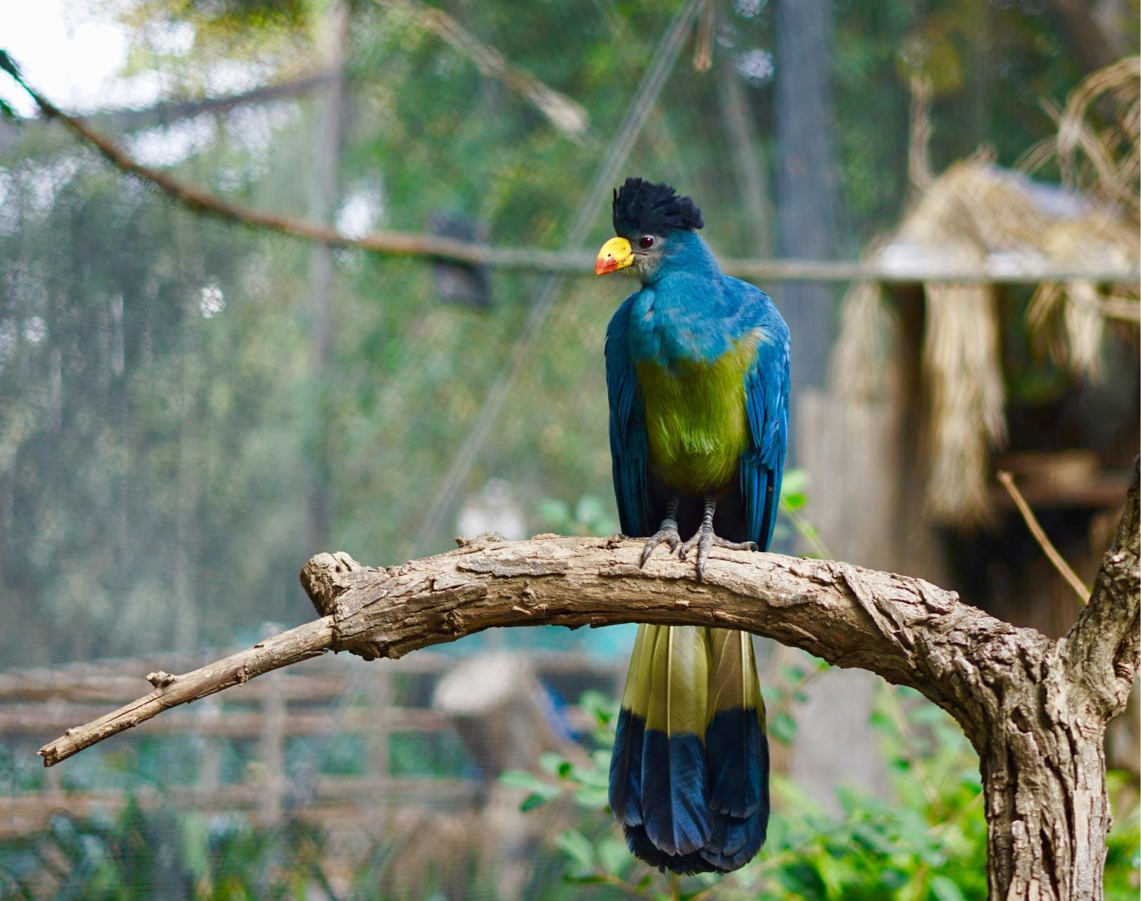 圣地亚哥野生动物园