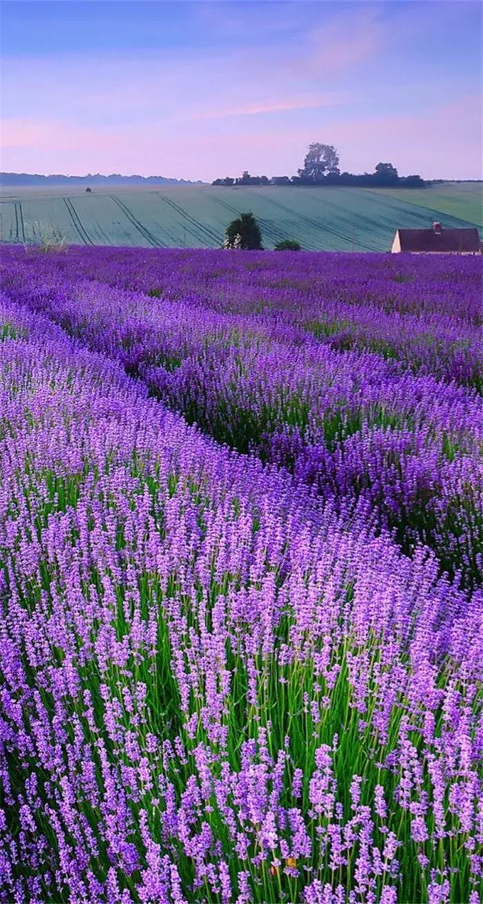 有没有好看的紫色手机壁纸?求求求!我!太爱紫色了? - 知乎