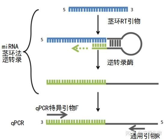 茎环法or加尾法？哪种更适合你的miRNA检测？ - 知乎