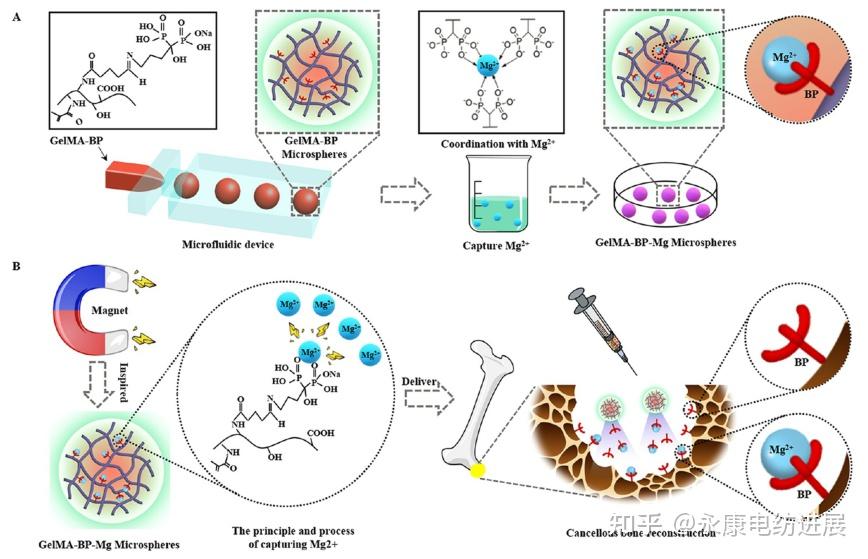微球(gelma-bp-mg),研究者首選通過席夫鹼反應和醛活化反應將雙膦酸