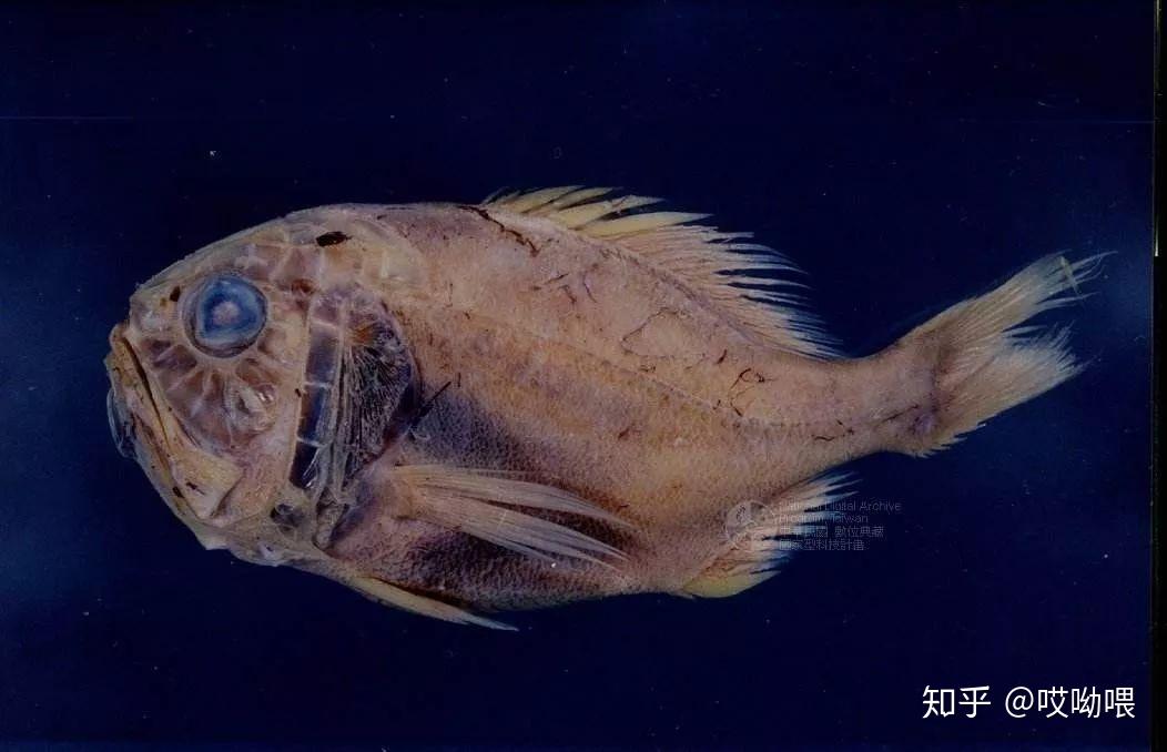 长寿鱼大西洋胸棘鲷