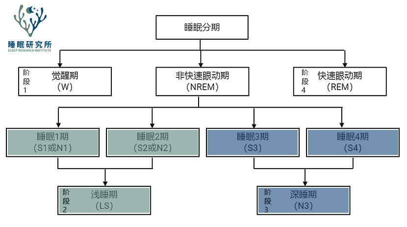 从入睡到觉醒一般是4~6个周期[2,每个周期由4个不同的睡眠阶段组成