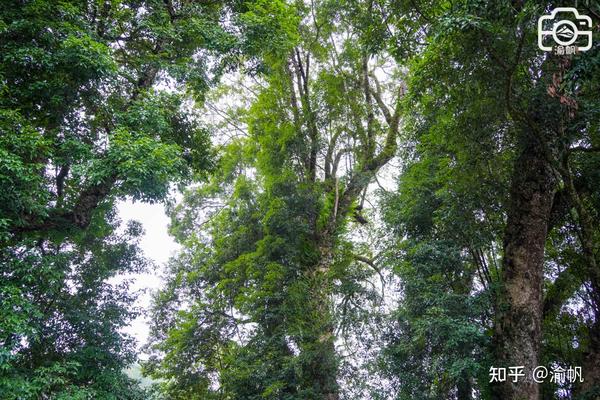 重庆发现世界最大的千年金丝楠木群,树王超1500年,你知道吗? - 知乎