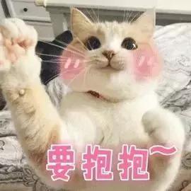 心痛 猫猫受伤了 我该怎么办 猫咪急救指南 快快收藏 知乎