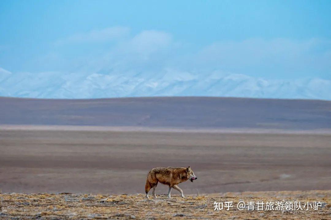 青甘环线丨感受大西北的极致美景10日行程