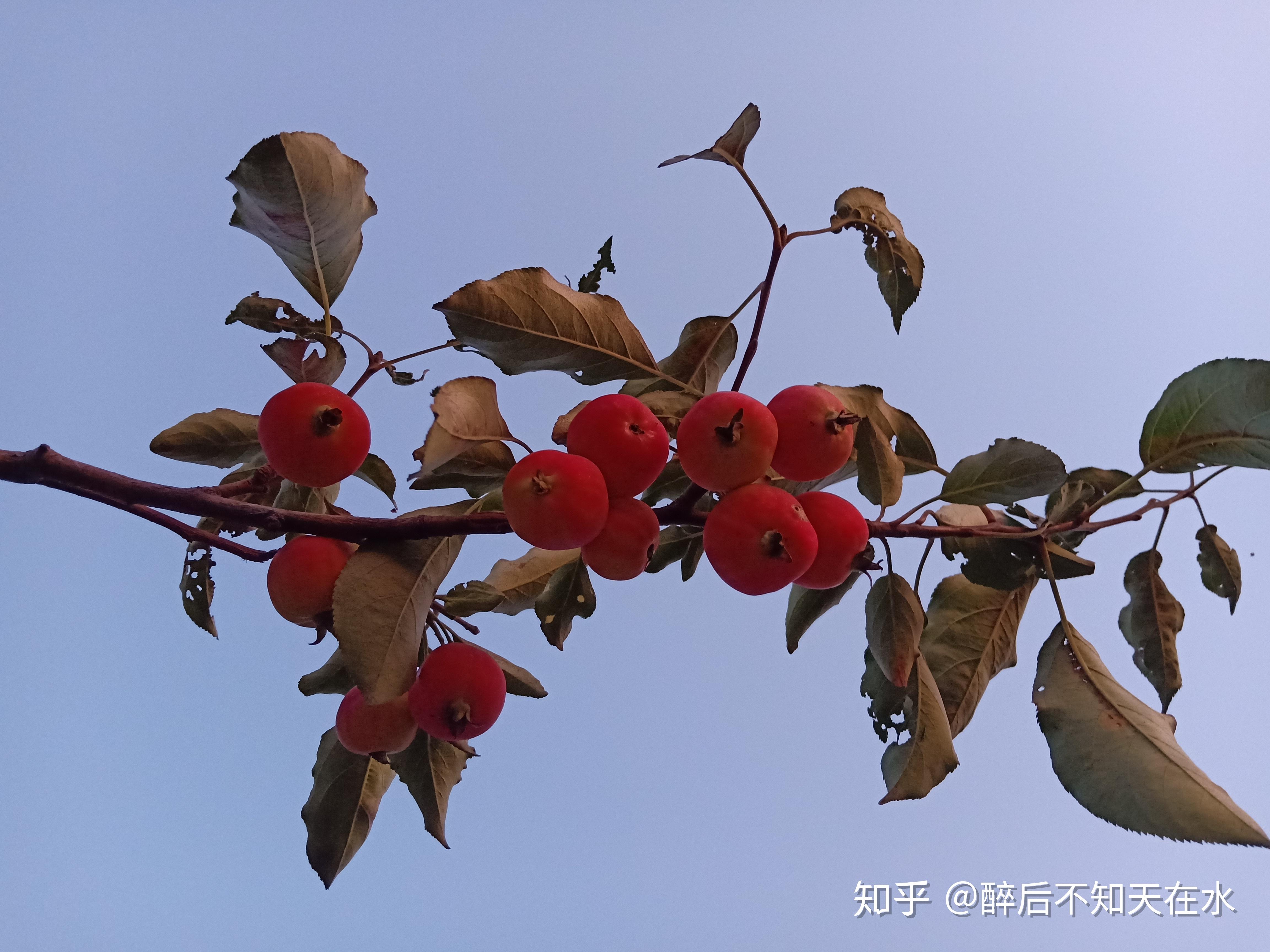 养在深闺人未识,来自秦晋蒙三省交界的中国珍稀果品——海红果 - 知乎