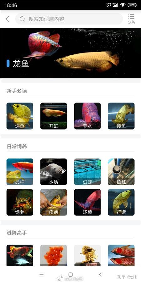 燕尾棋盘短鲷公母_短鲷2母1公_短鲷2母1公