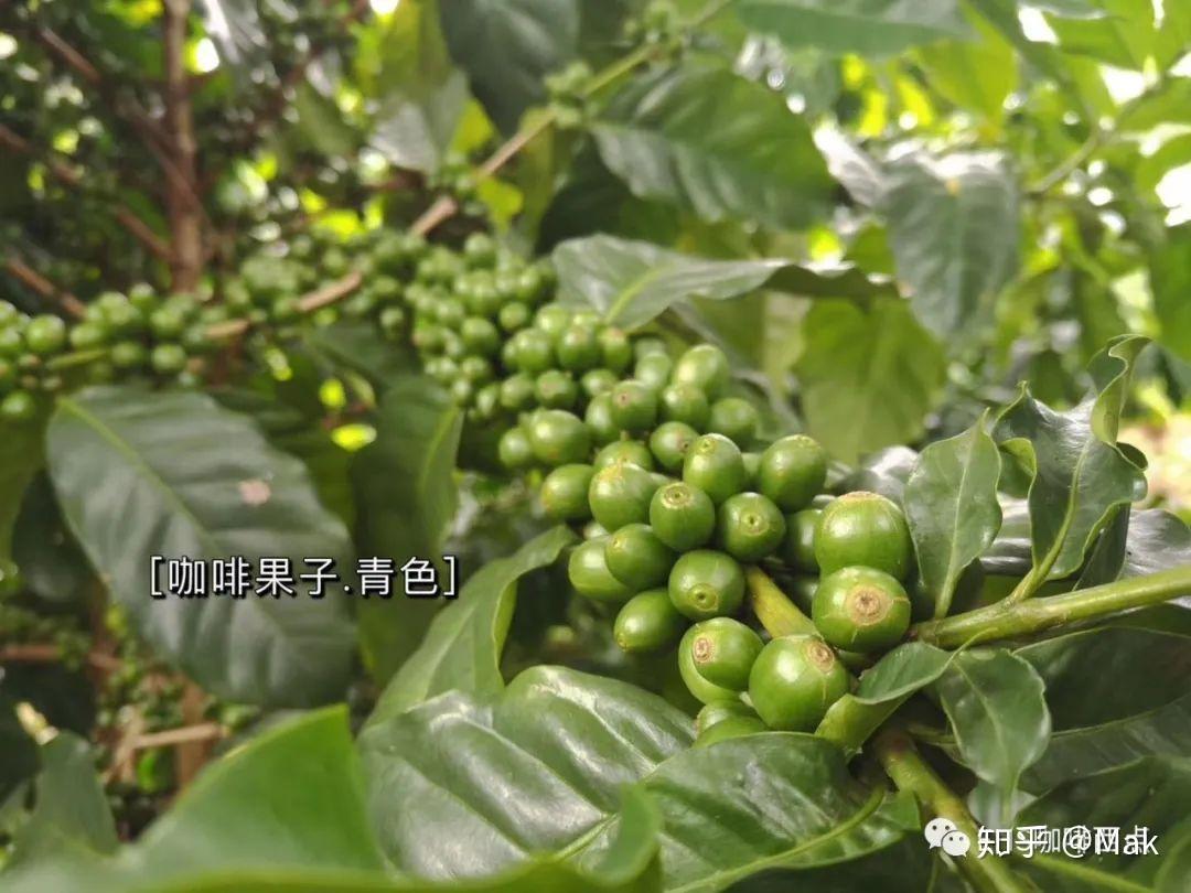 盘点!咖啡风味的“涩”怎么分?各因什么形成? - 知乎