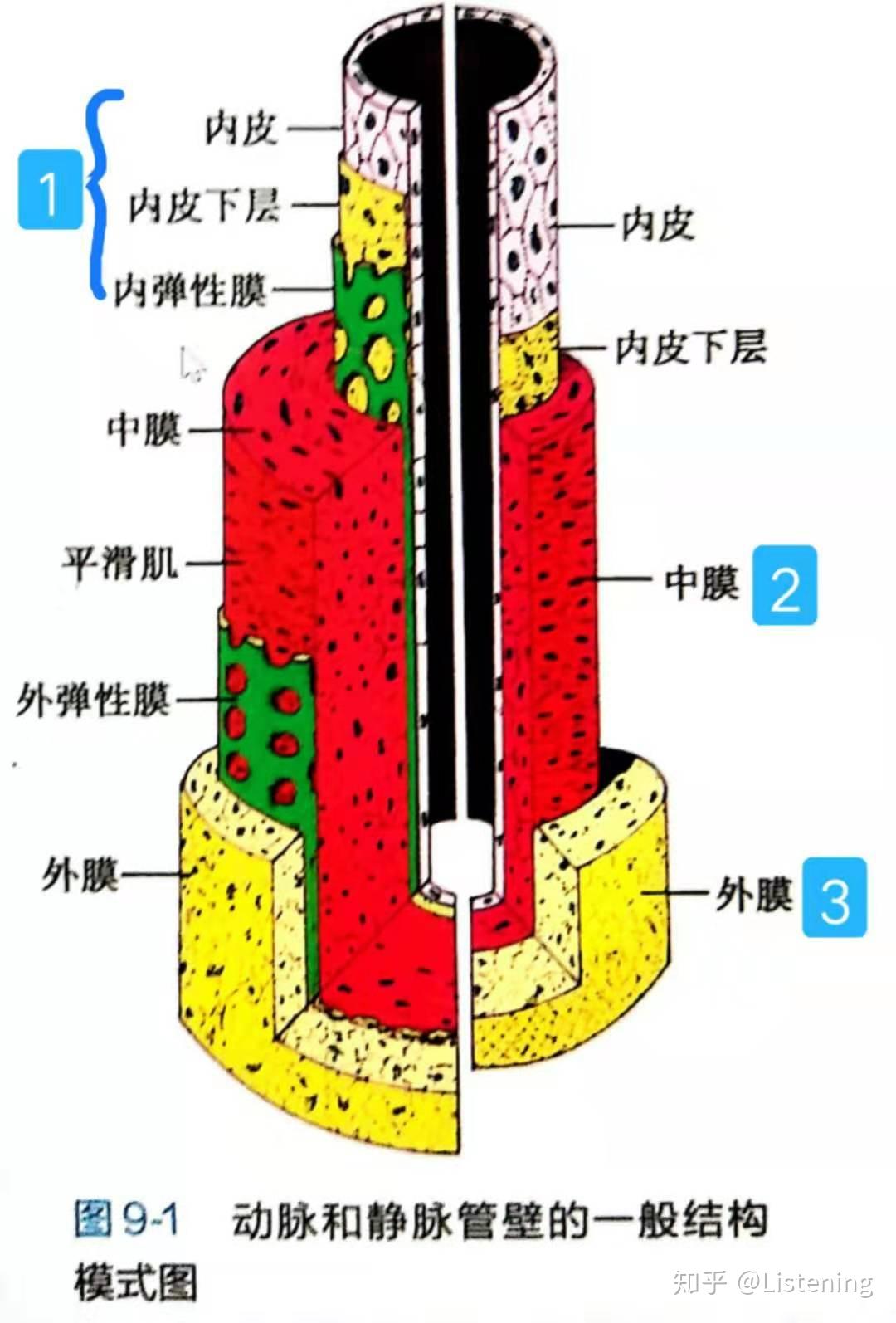 “心血管系统”的组成与结构——高血压1 - 知乎