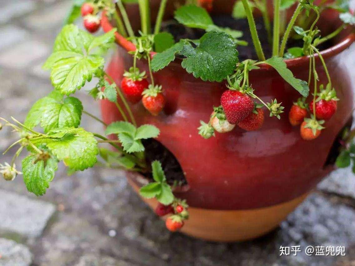 温室生产草莓一棵能结“2斤果”，掌握好技巧，阳台盆栽也能高产 - 知乎