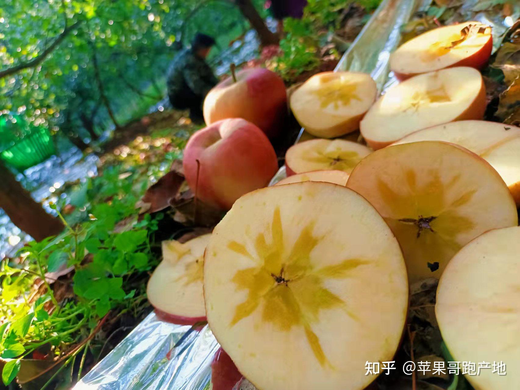 云南昭通丑苹果2023现摘5斤/9斤脆甜爽口产地直发当季水果-阿里巴巴