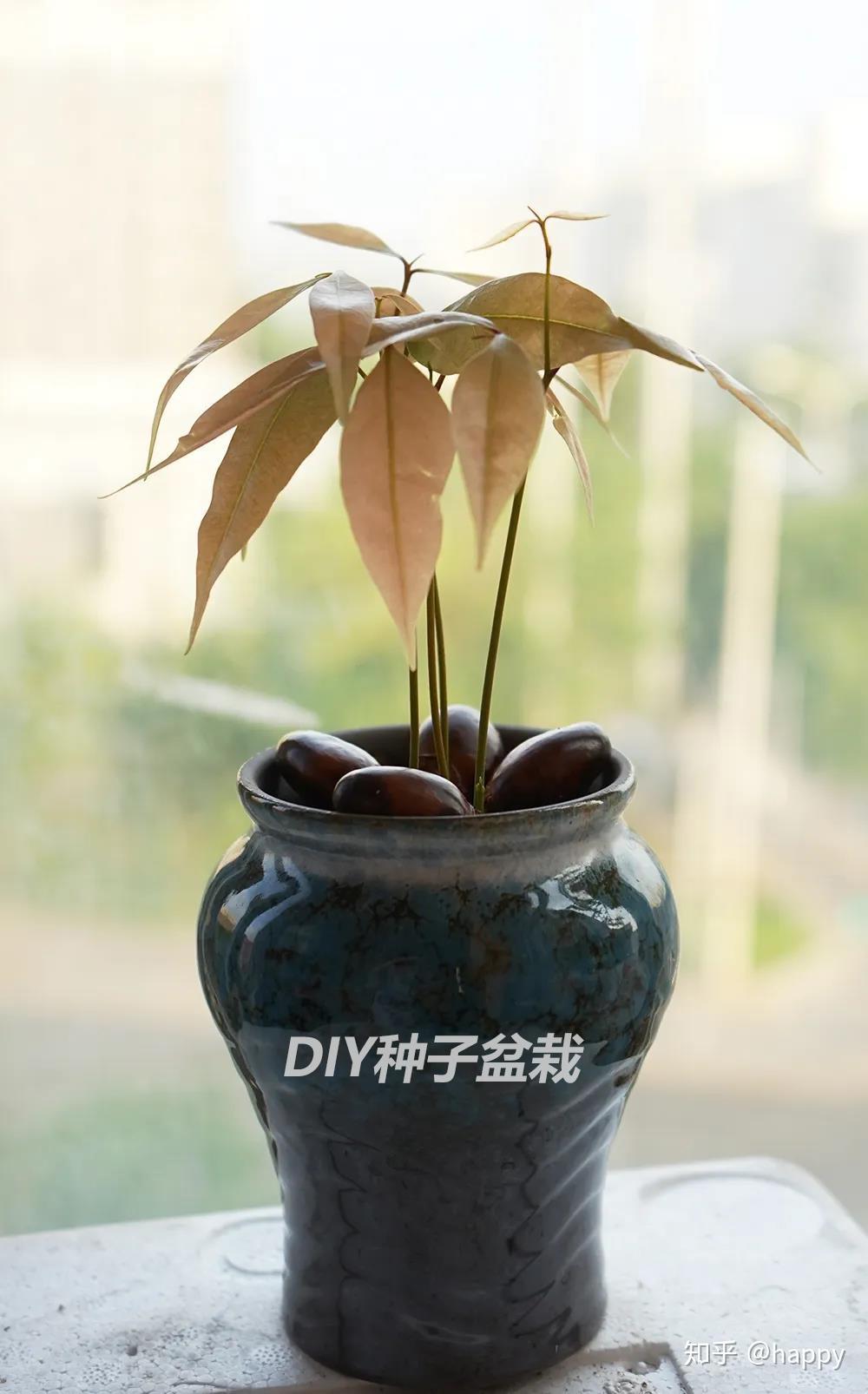 diy种子盆栽#荔枝盆栽