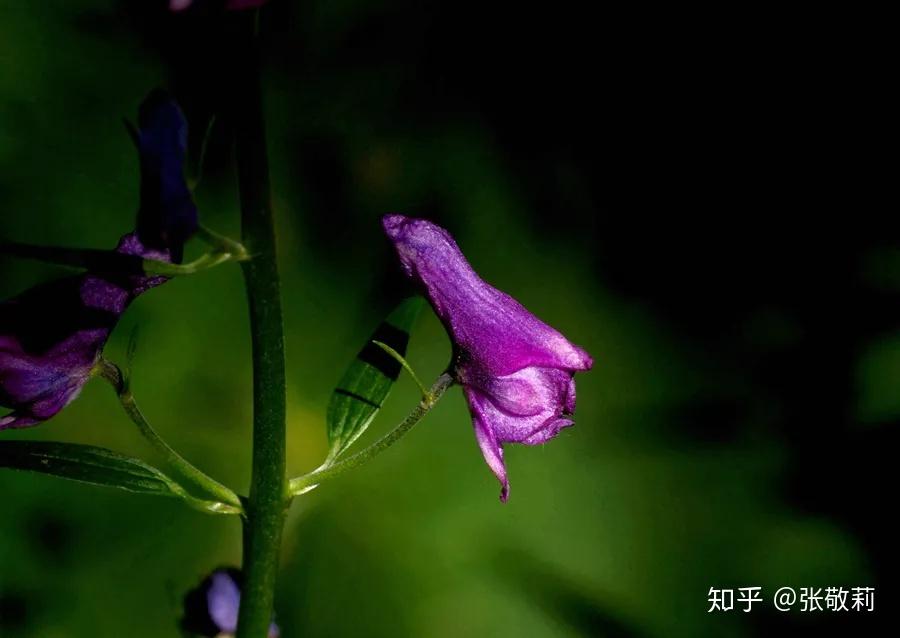 生态客【分科识花图鉴】22 毛茛科 （上） - 知乎