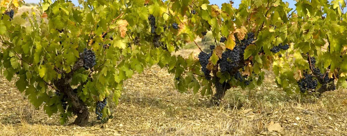 探究老藤之秘 - 知乎