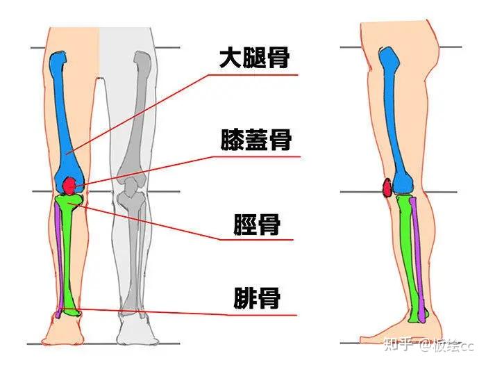 腿部结构图解大全图片