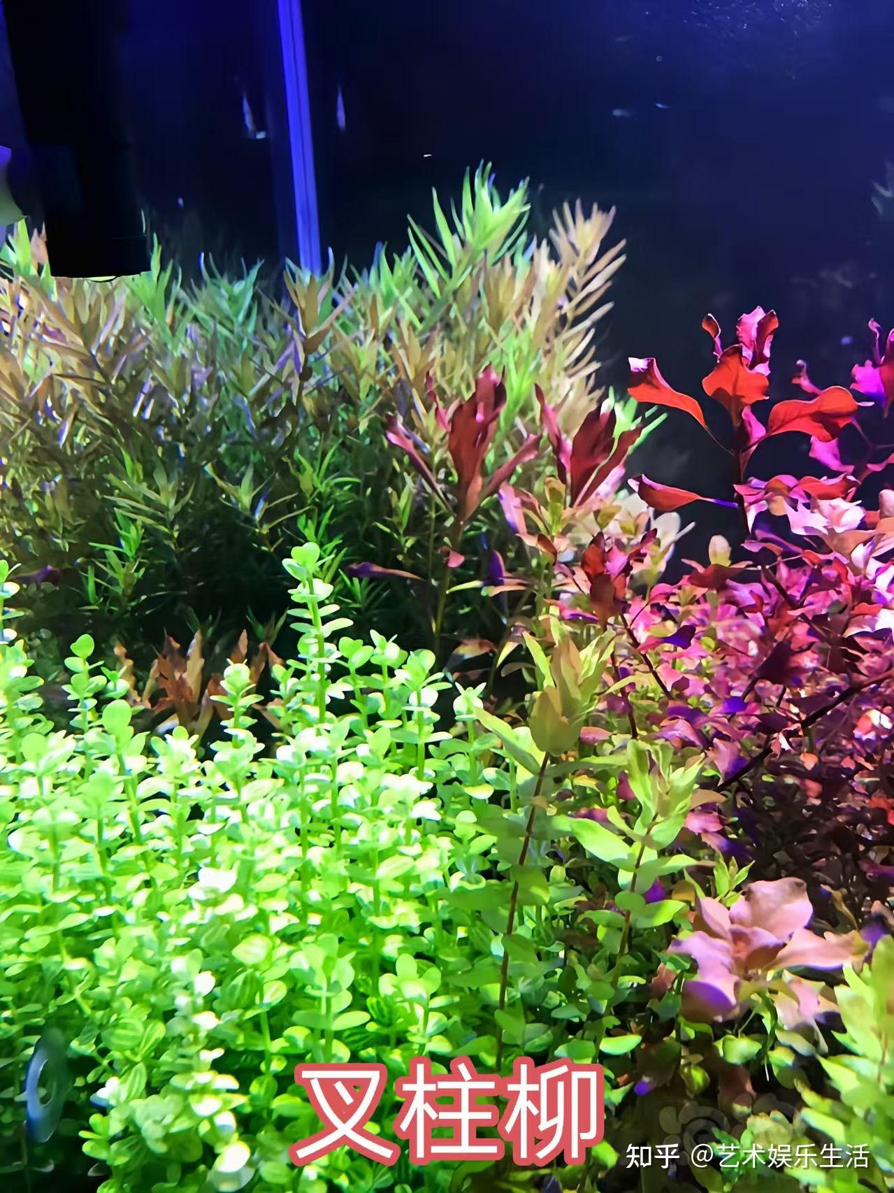 杨柳科植物有哪些 - 知乎