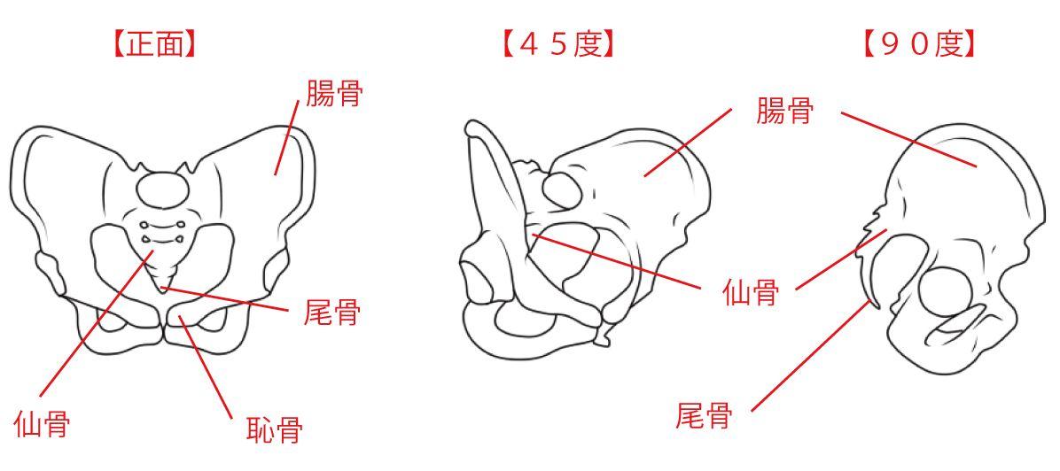 骨盆手绘解剖图图片