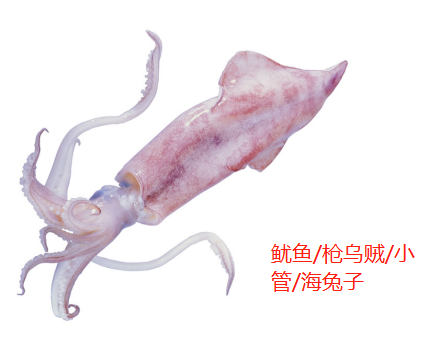 鱿鱼、章鱼、墨鱼、八爪鱼、乌贼傻傻分不清楚?一文教你记住它们(墨鱼章鱼鱿鱼八爪鱼乌贼的区别)