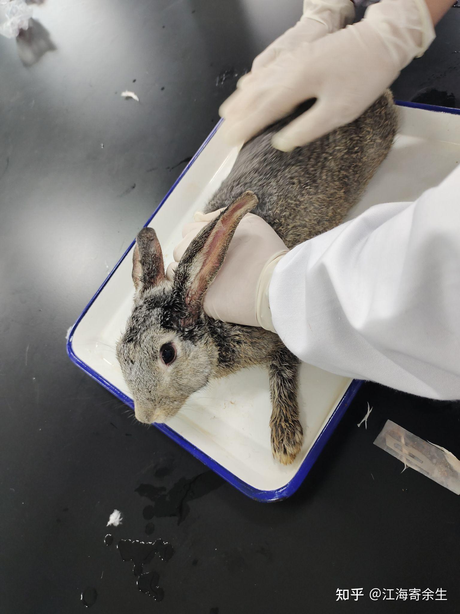 今天上了普通生物學實驗的脊椎動物解剖,殺害了一條鯉魚,一隻白鴿和