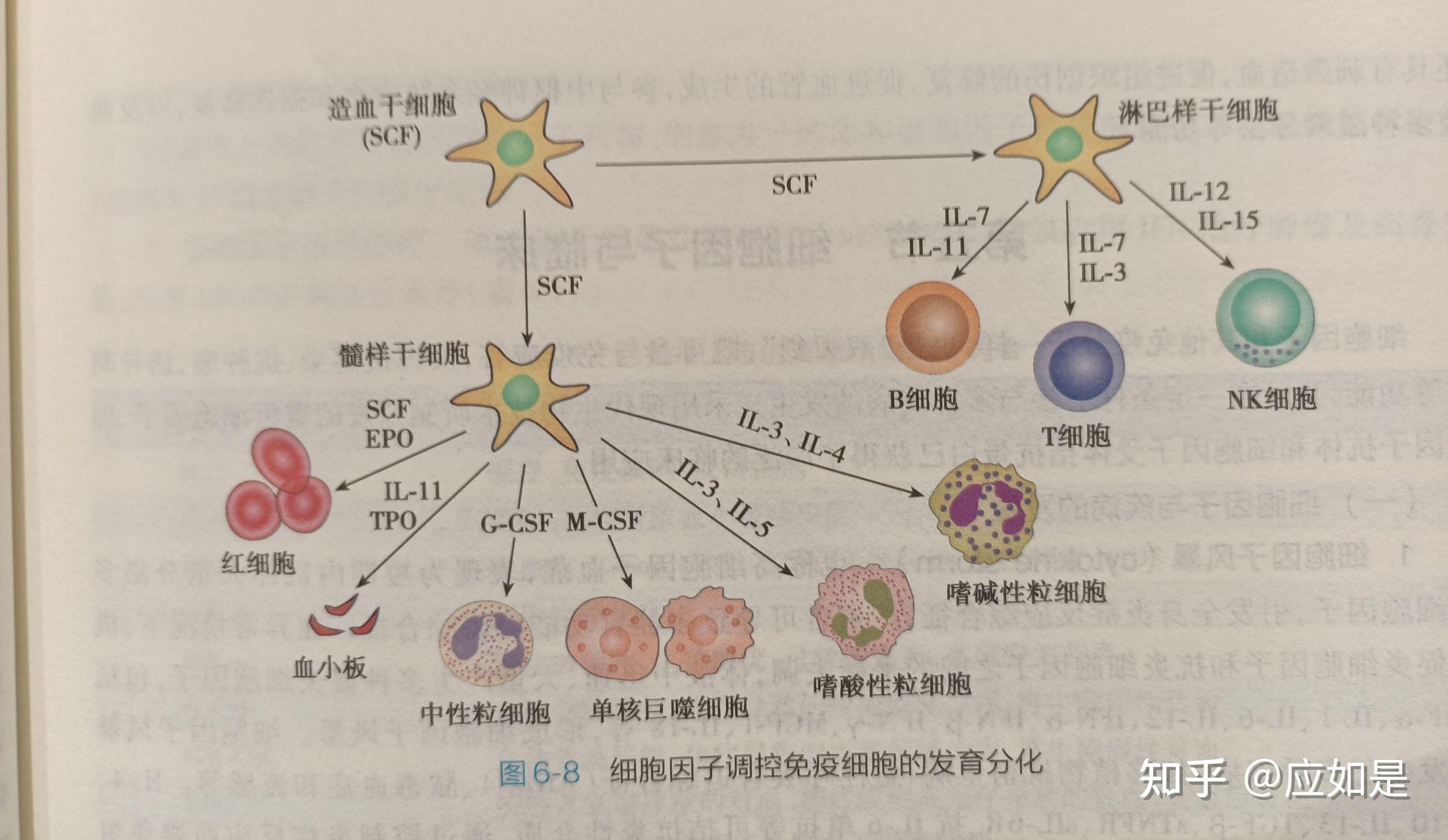 医学免疫学免疫应答全过程图解