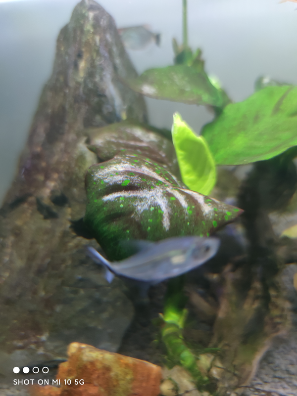 水草叶片发白怎么办 云起时水穷处的回答 知乎