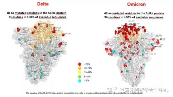 关于奥密克戎变异毒株特点、危害、症状、影响、疫苗及如何应对！ 知乎 9478