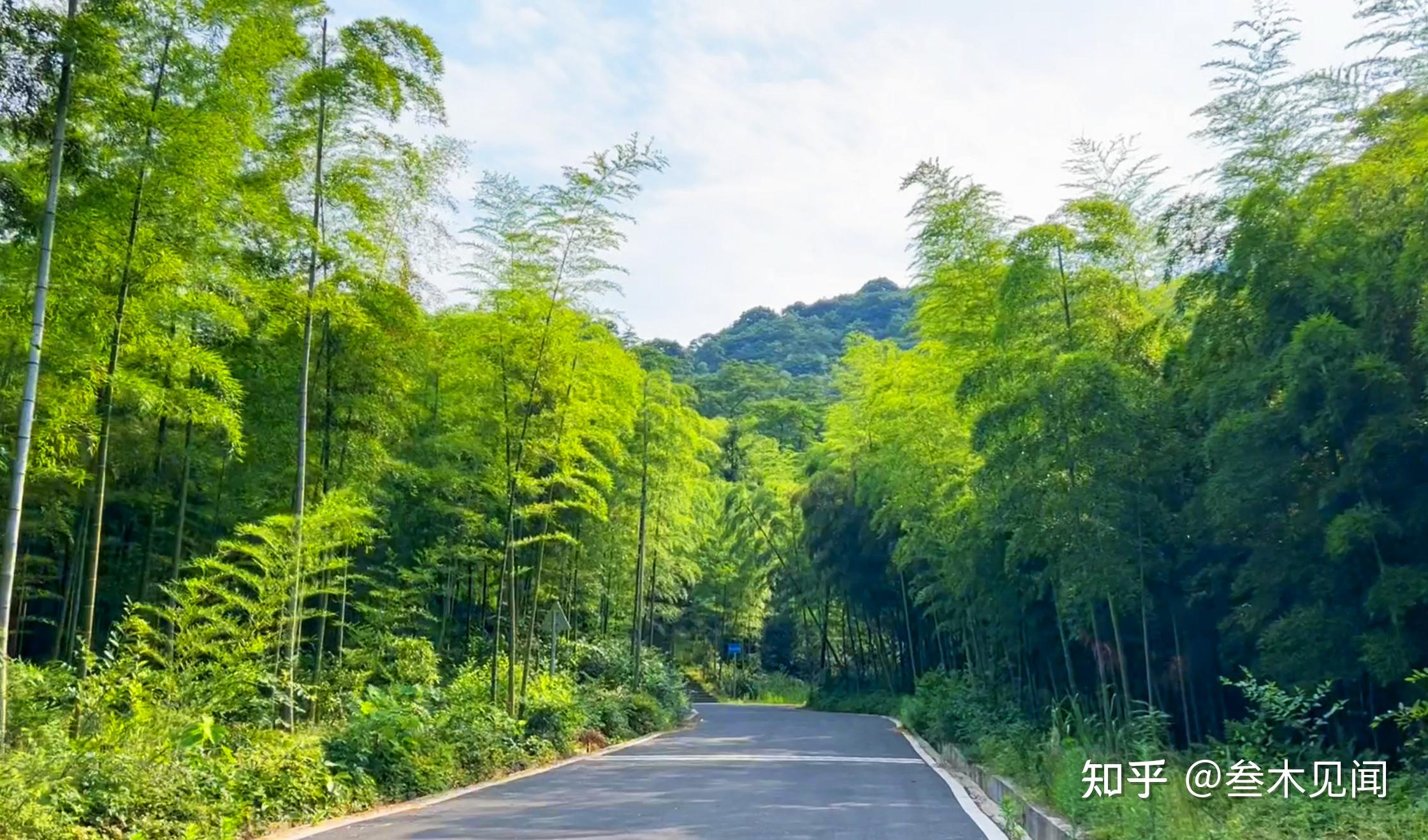 杭州-余杭区-长乐林场(向往的生活第七季拍摄地) - 知乎
