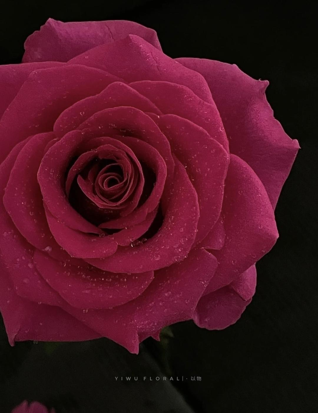 玫瑰图鉴‖兰蔻的御用玫瑰弗洛伊德，魅惑又高级 - 知乎