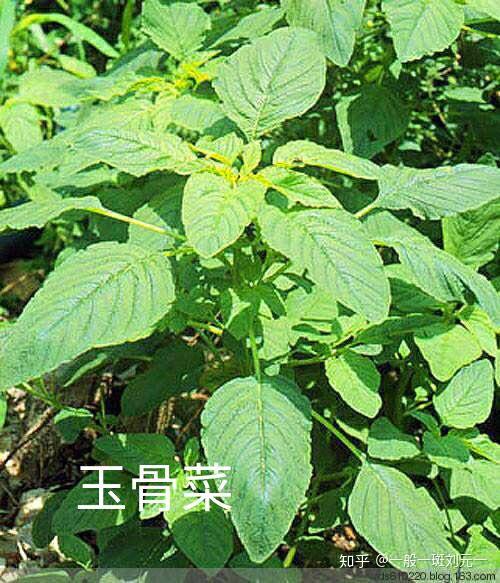 芝麻和玉骨菜