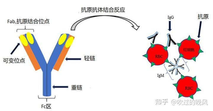其结构以及与抗原的结合示意图如下图所示:抗体由 2 条重链和 2 条