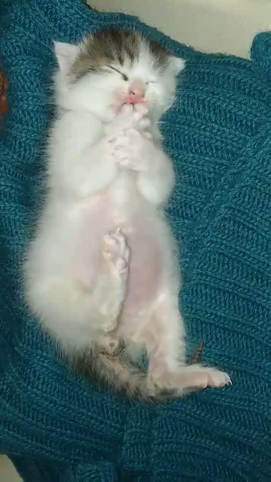 怎么养小奶猫 v2-3262fd2692b84fa637dc89123569e2dd.jpg