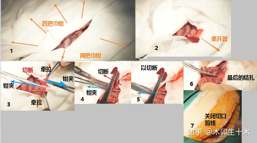 mooc《外科手术学》——十一讲 家兔脾切除术